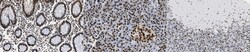 MilliporeSigma PTEN-alpha, Mouse, Unlabeled, Clone: 3A4.1, 100&mu;g; Unlabeled:Antibodies,